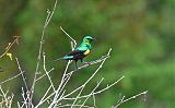 Beautiful Sunbirdborder=